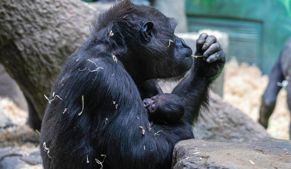 Москвичи выберут имя для детеныша гориллы