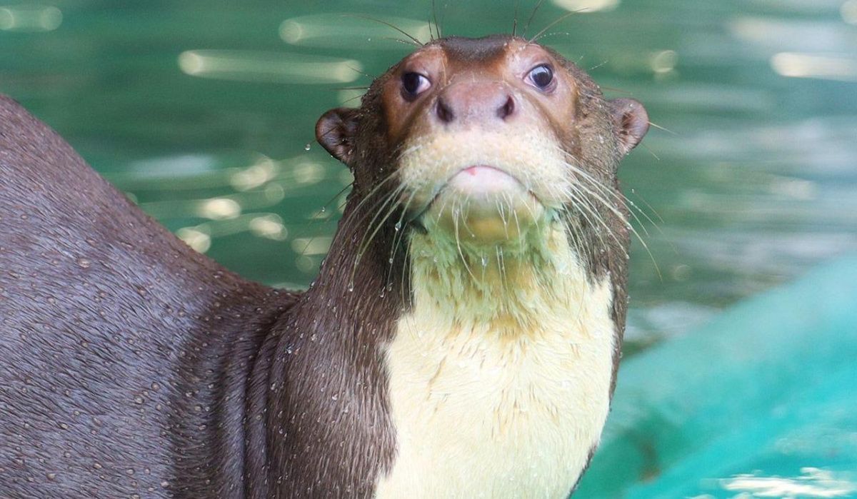 На mos.ru запущена онлайн-трансляция гигантских выдр из Московского зоопарка