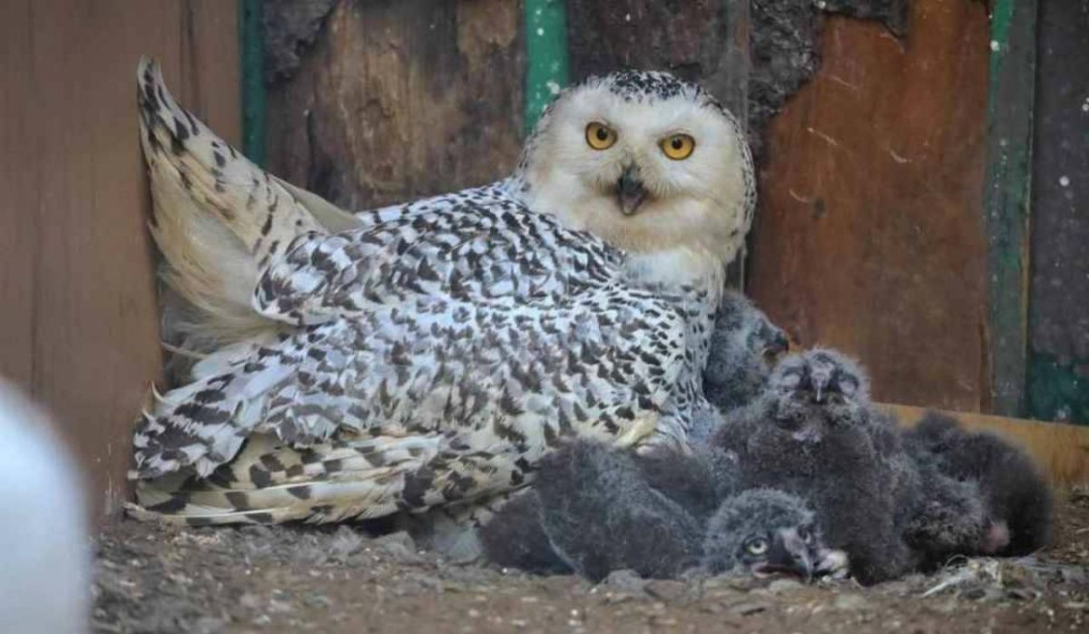 В Ленинградском зоопарке родились новые полярные совы