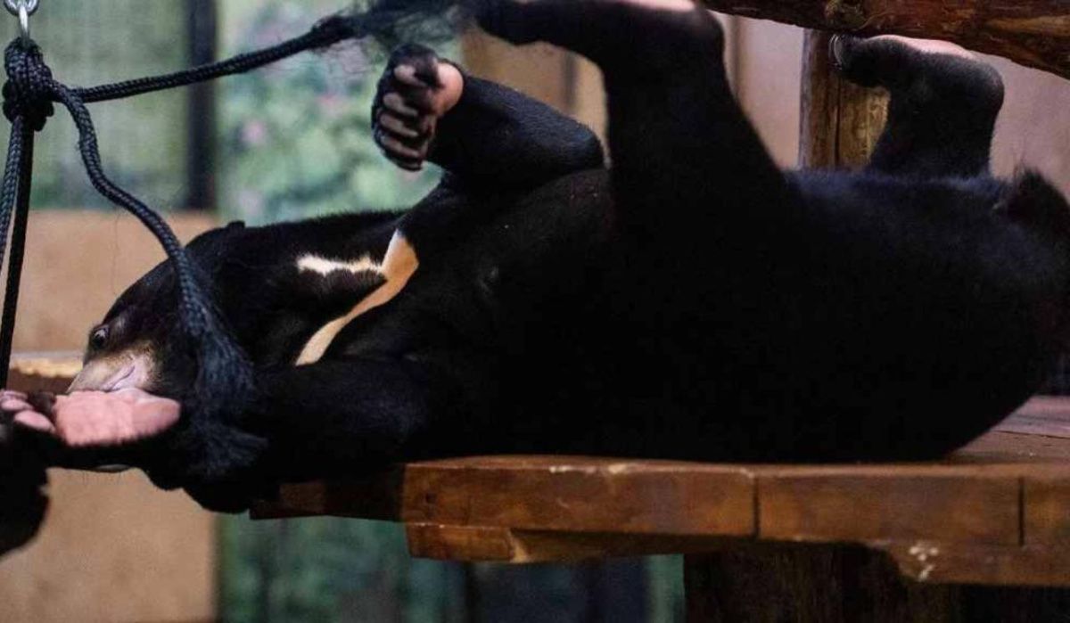 В Московском зоопарке объединили малайских медвежат