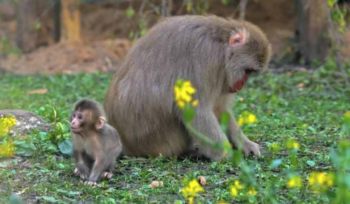 В Ленинградском зоопарке пополнение: родился детеныш японских макак