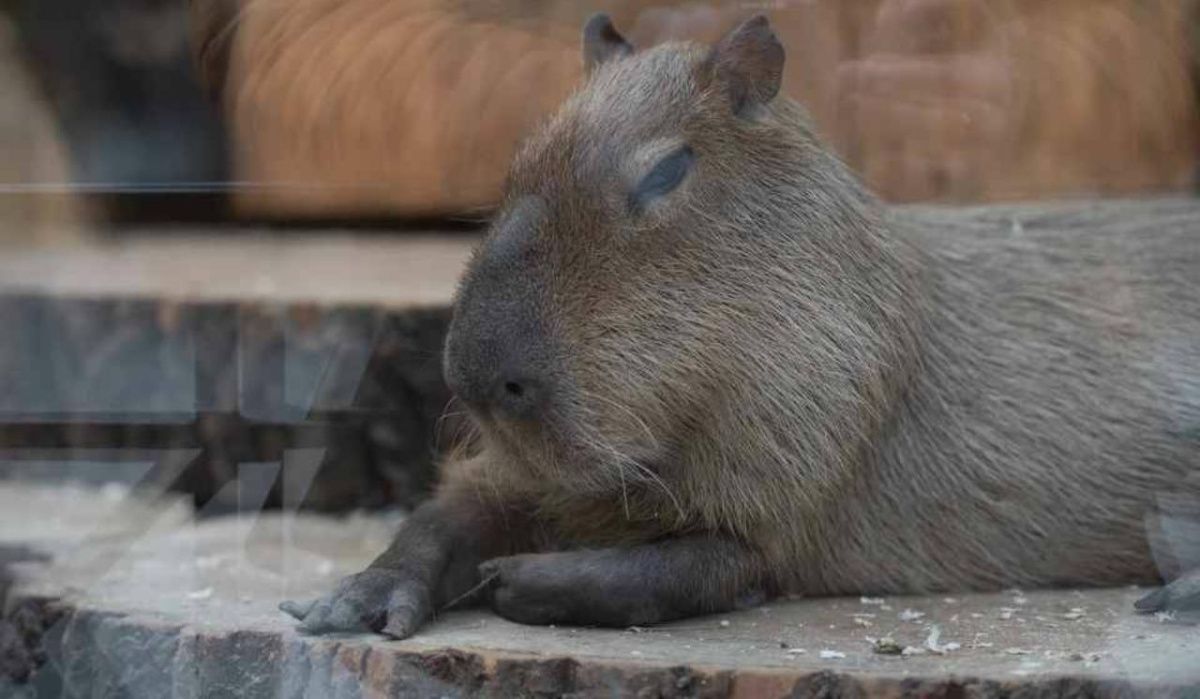 Капибарам из Ленинградского зоопарка сделали маникюр