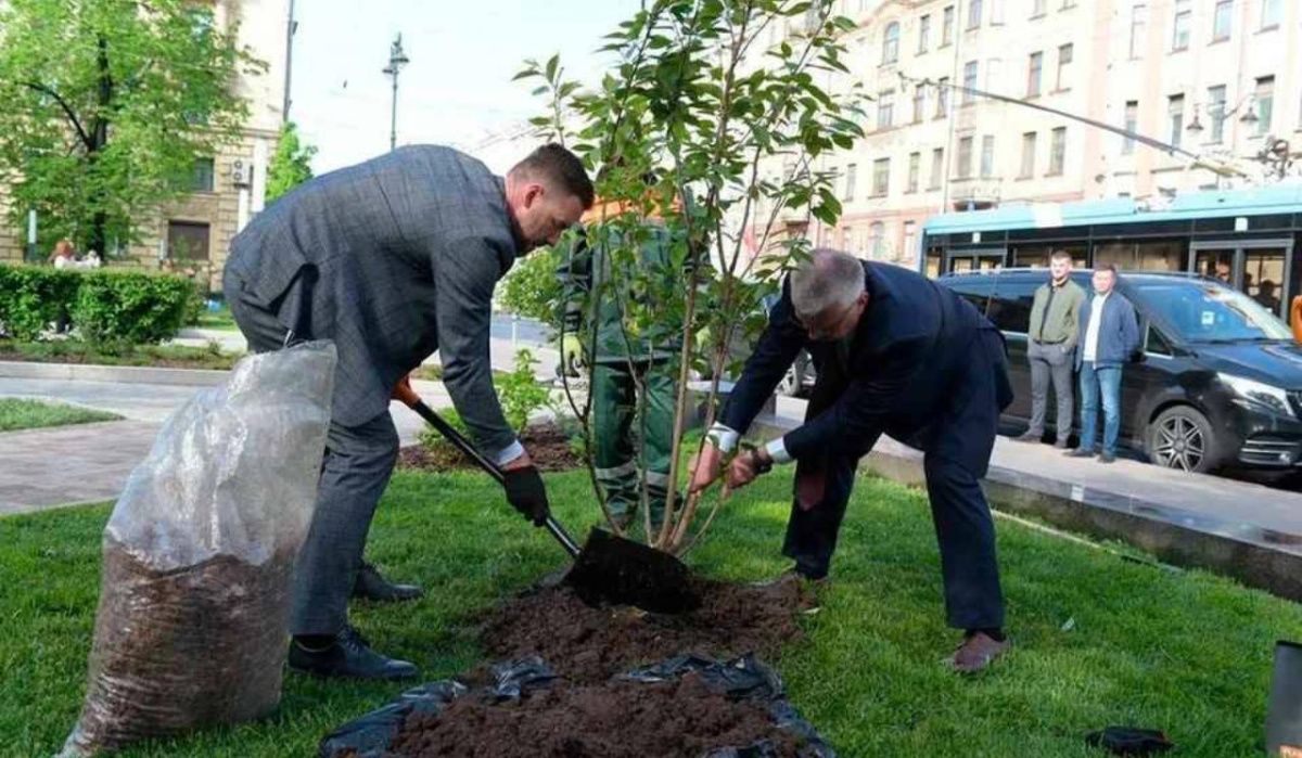 Сакуру высадили в Сквере финансистов в честь 322-летия Санкт-Петербурга
