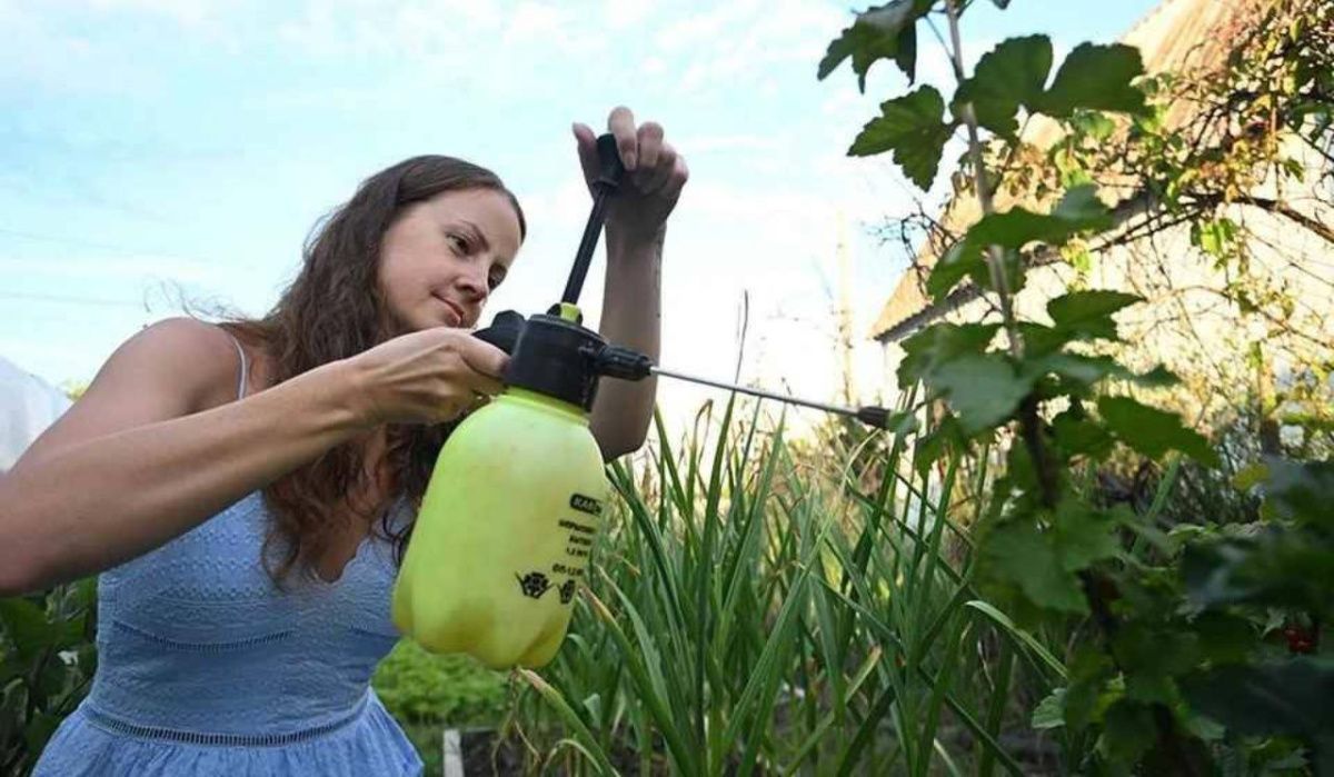Петербуржцев предупредили об опасностях амброзии