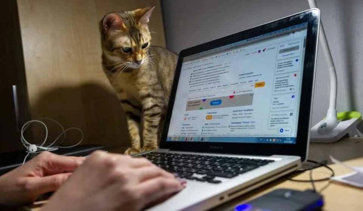 Петербуржцы сталкиваются с массовыми сбоями в работе мобильной связи