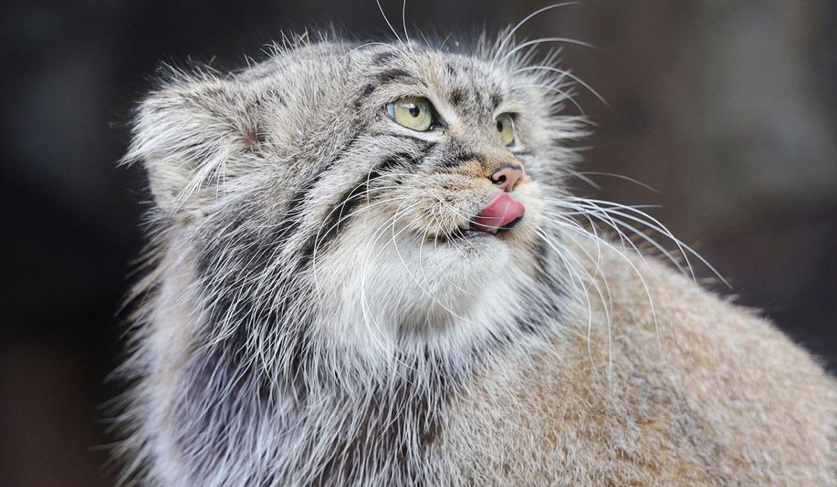 Московский зоопарк запустил онлайн-трансляции на английском языке