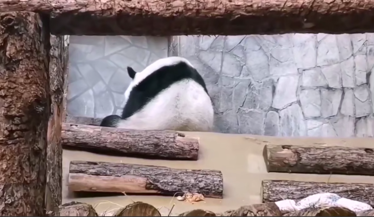 Московский зоопарк объяснил, почему панды Катюша, Диндин и Жуи остаются во внутренних вольерах