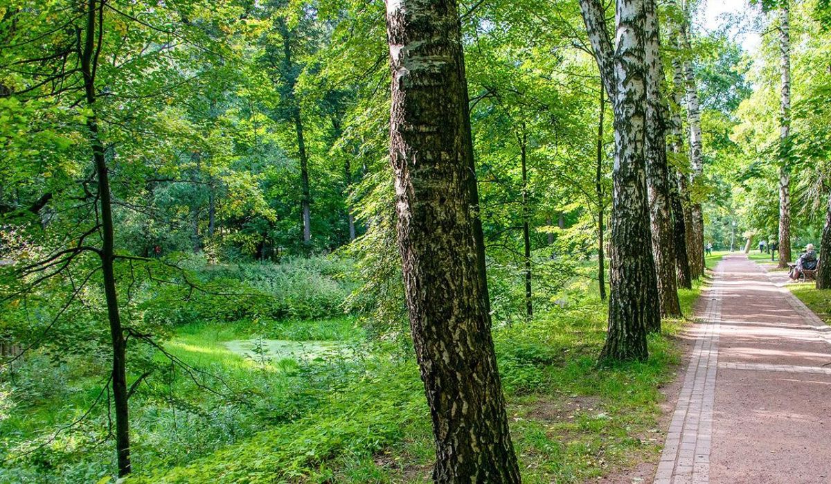 В Новосибирской области восстановили лес 