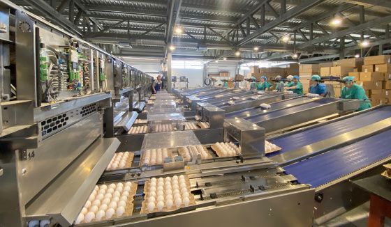 «Птицефабрика Чайковская» зафиксировала новый рекорд производства яйца