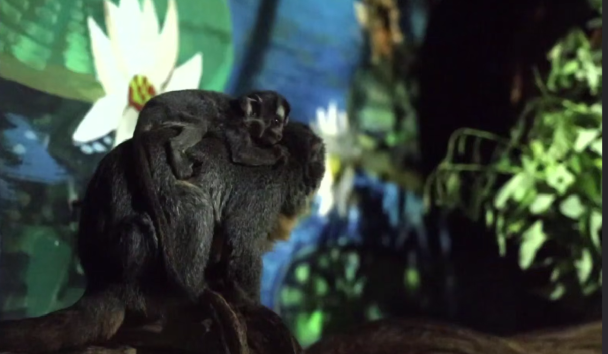 В Московском зоопарке появился на свет детеныш редкой породы обезьян