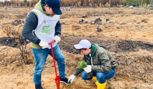 В Нижегородской области высадили более 2,4 млн саженцев ели и сосны 