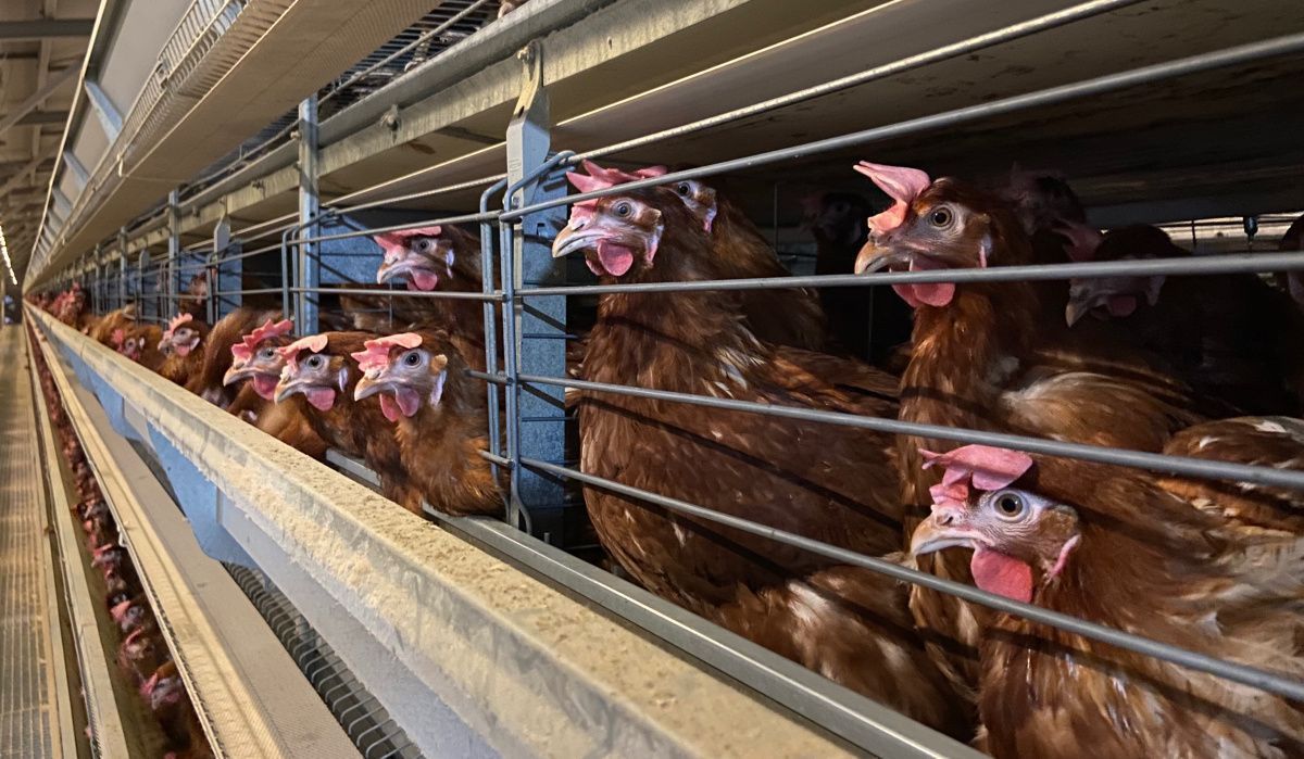 "Птицефабрика Чайковская" поделилась секретным рационом для кур-несушек