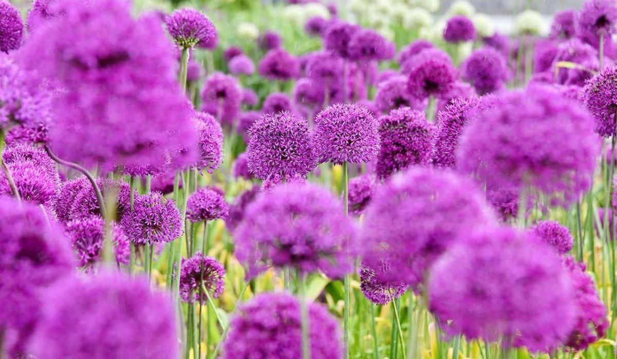 Прогноз погоды в столице до конца недели: до +23°C и дожди