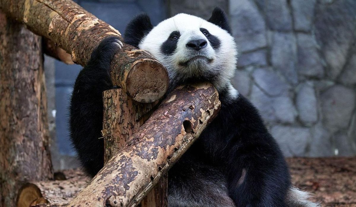 На mos.ru стали доступны повторы дневных трансляций из Московского зоопарка