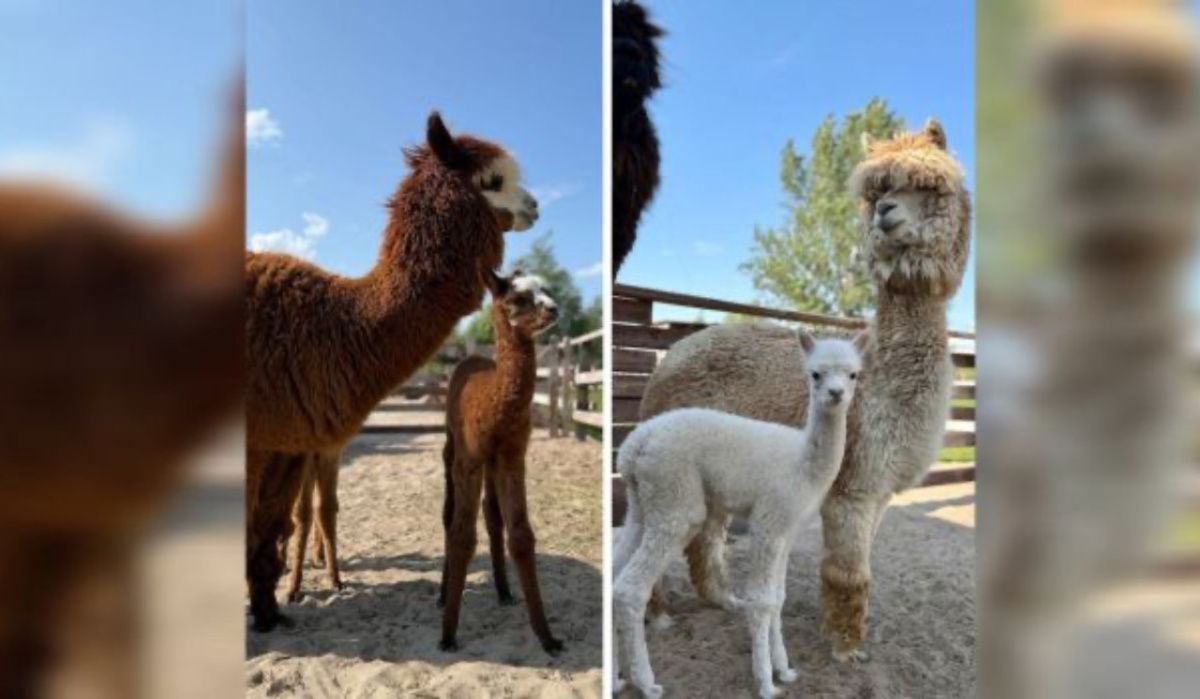 В воронежском парке «Белый колодец» появились на свет три альпаки
