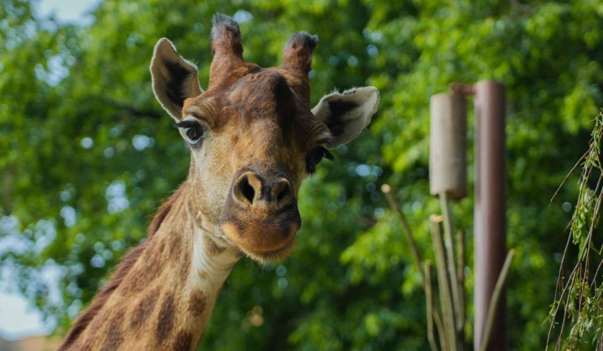 За Деборой, Мией, Лейлой и Липой из Московского зоопарка теперь можно наблюдать онлайн