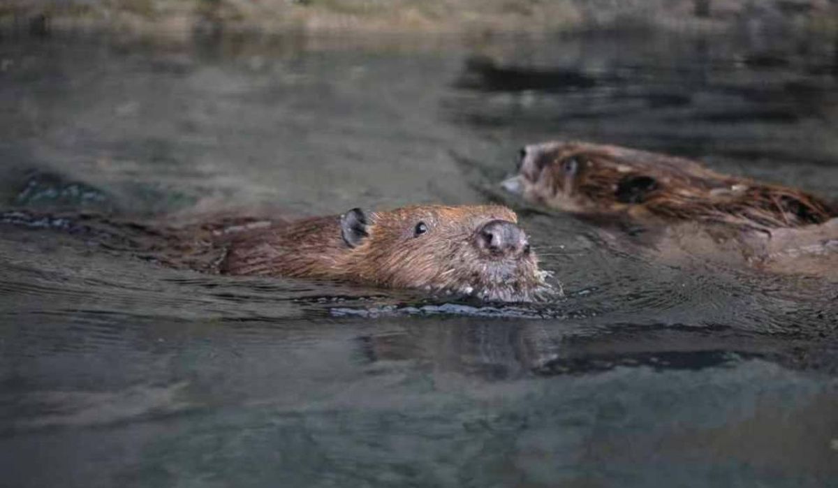 Вечер в честь бобров пройдет в Ленинградском зоопарке
