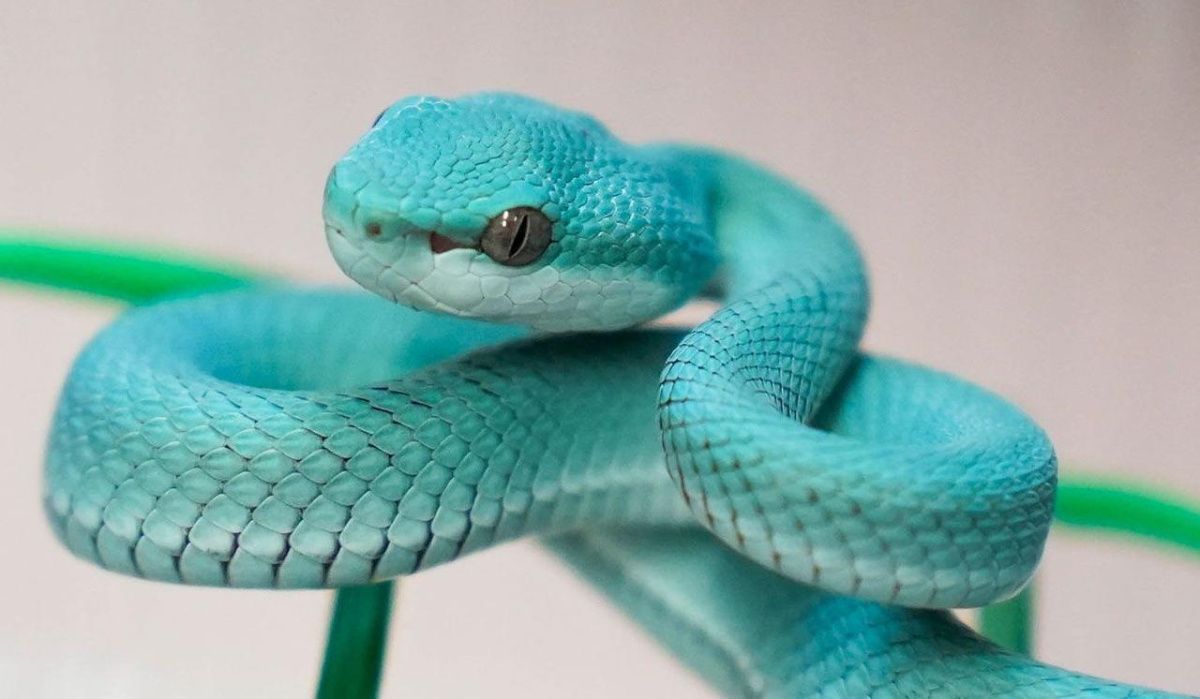 Новые обитатели появились в террариуме Московского зоопарка