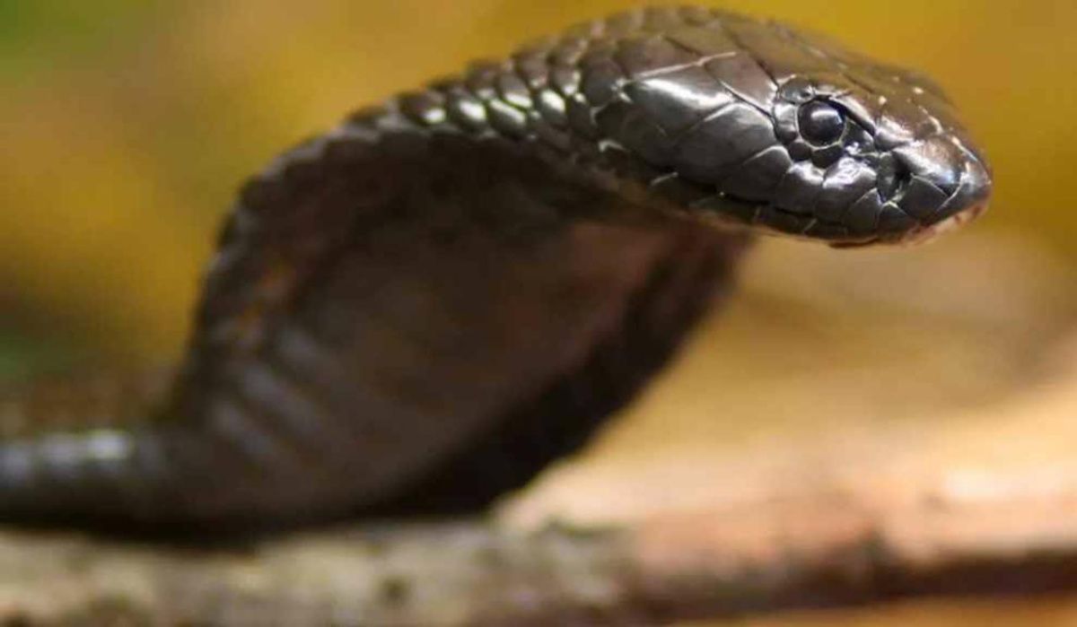 Годовалый ребенок в Индии загрыз 70-сантиметровую кобру