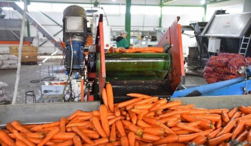 В Свердловской области заготовили на зиму  овощи и картофель сверх нормы 