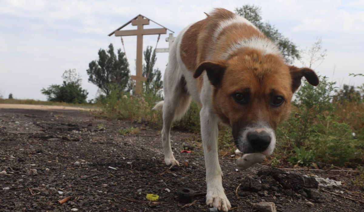 Библиотеки Петербурга проведут благотворительный сбор корма для животных