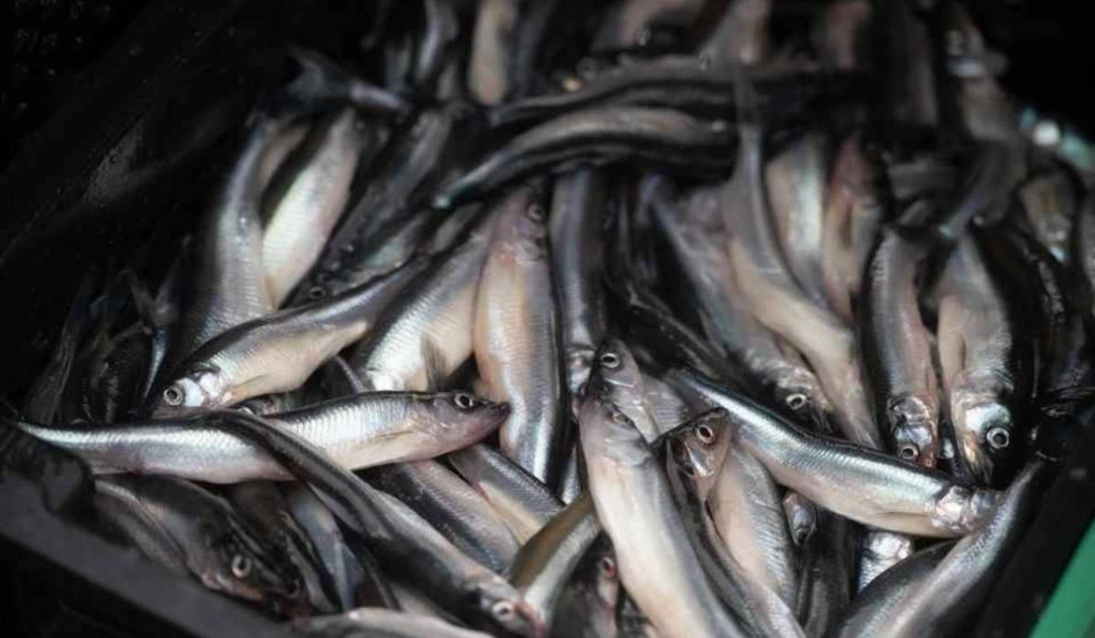 В Петербурге планируют начать продажи корюшки в шоколаде