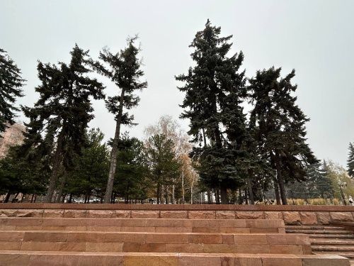 В Челябинске на площади Революции старые ели заменят на новые 