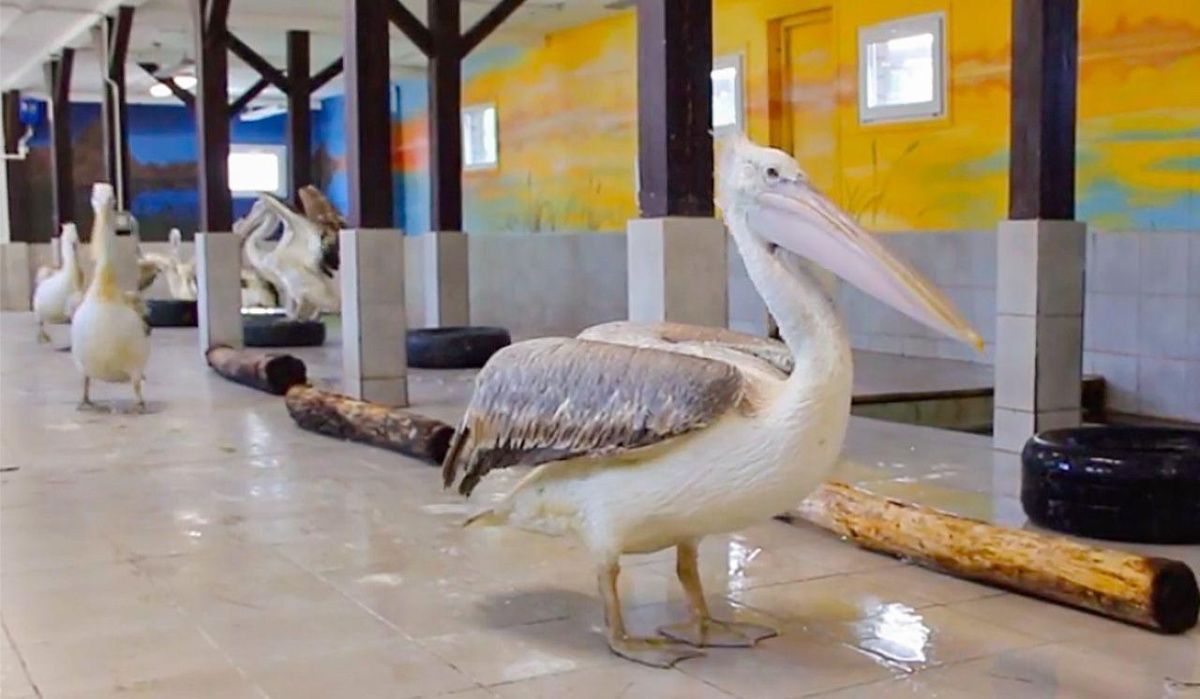 В центр редких животных Московского зоопарка поступили новые обитатели