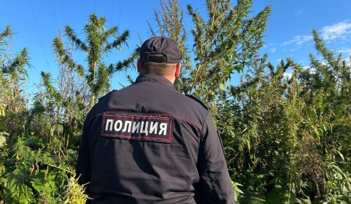В Чайковском начинается первый этап антинаркотической операции «Мак-2026»