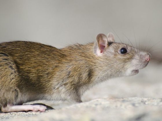 В Челябинске пенсионерка разводила крыс
