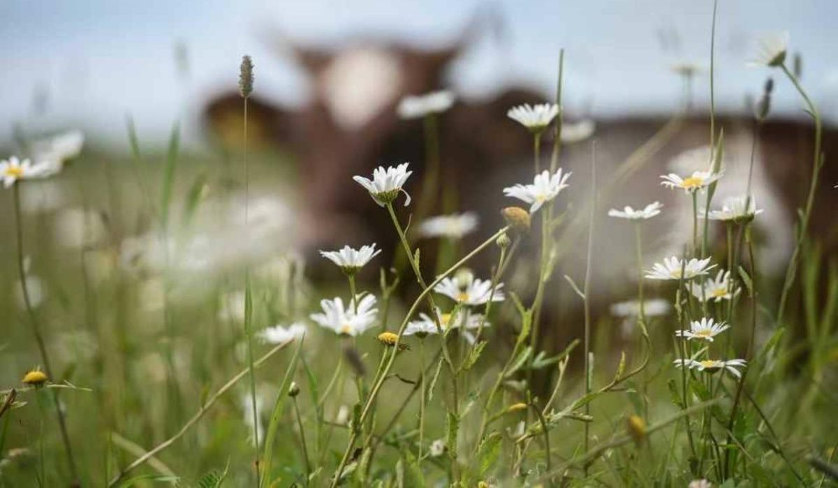Аномальная жара усиливается в Петербурге