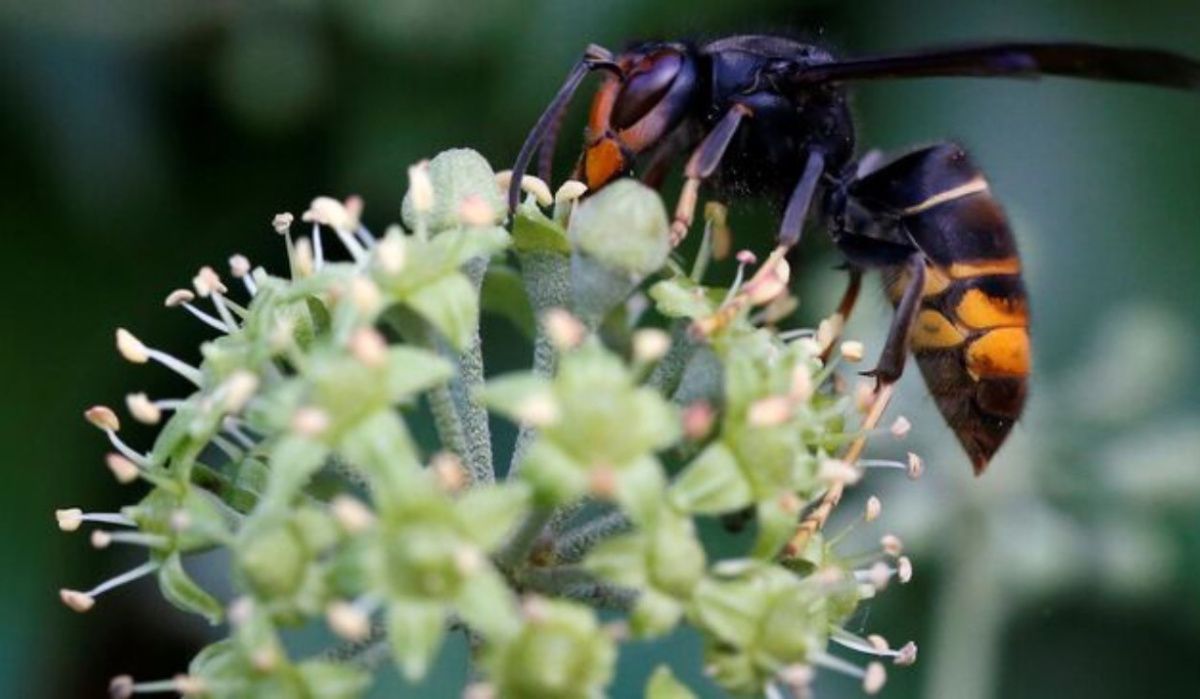 Шершни убили рабочего зеленого хозяйства СО РАН в Новосибирске