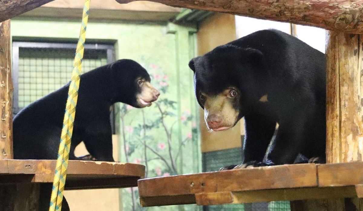 Московский зоопарк увеличил часы работы павильона с малайскими медвежатами