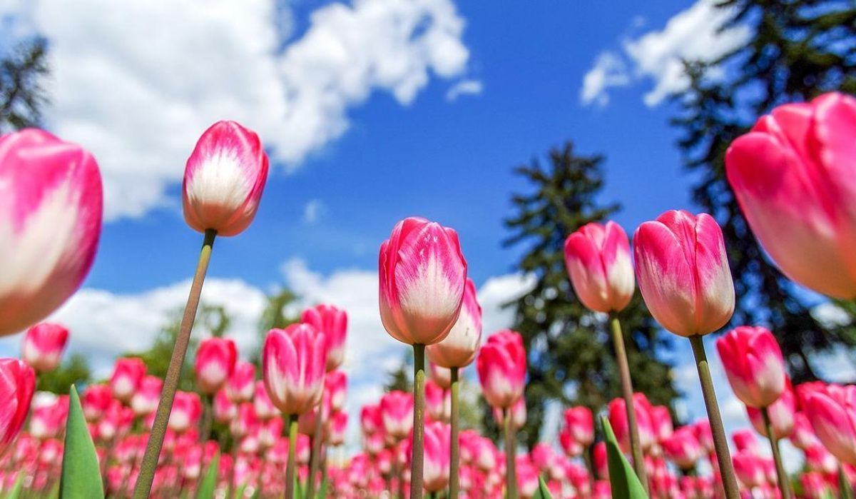 В Москве ожидается до +27 градусов на этой неделе