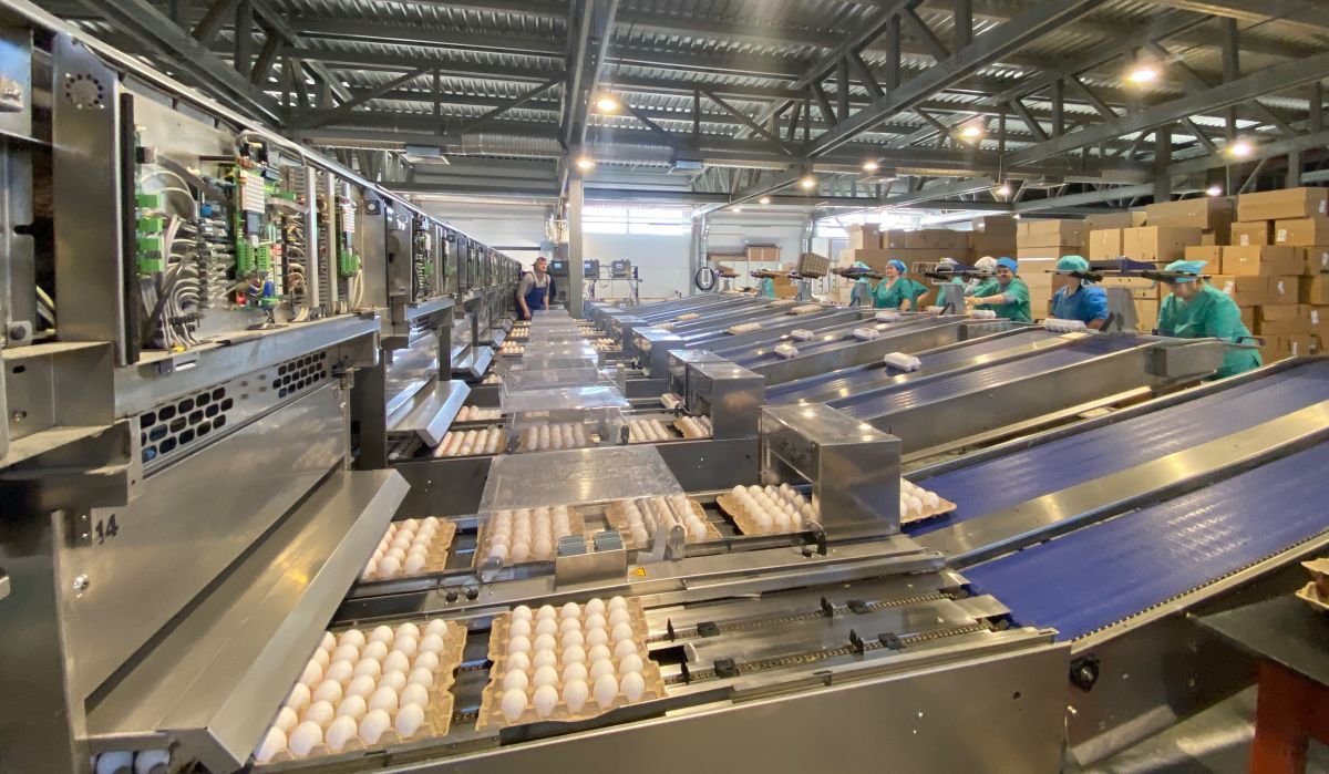 «Птицефабрика Чайковская» зафиксировала новый рекорд производства яйца