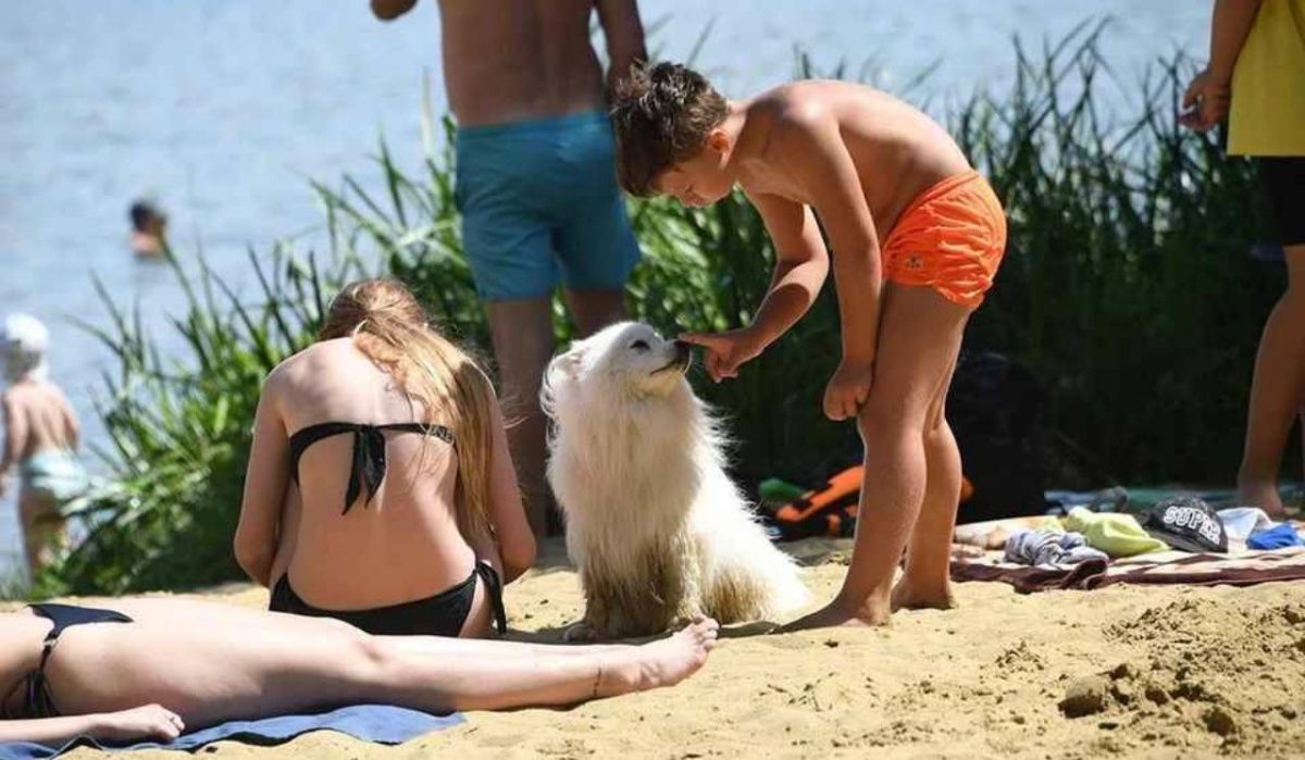 В Петербурге предложили создать специальные пляжи для собак