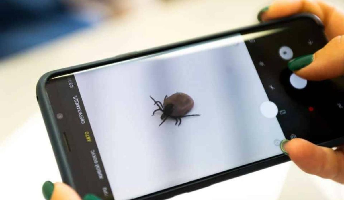 Названо количество петербуржцев, пострадавших от укусов клещей с начала весны