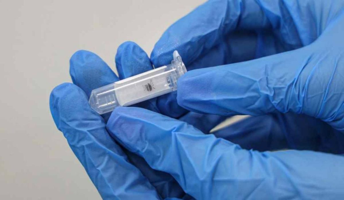 В Петербурге за неделю выявлено 14 случаев заражения клещевым боррелиозом